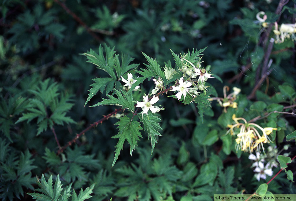 Flikbjörnbär, Rubus laciniatus